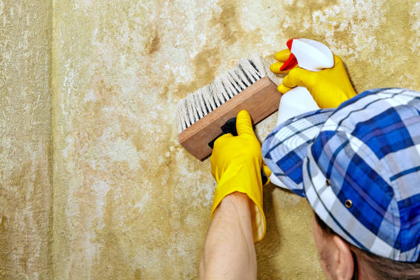 Best Water Damage & Mold Remediation  in Cicero, IN