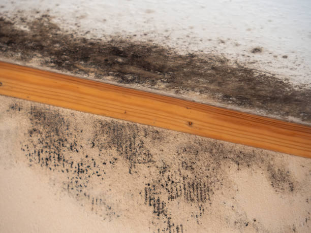 Best Biohazard Mold Removal  in Cicero, IN