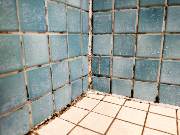 Best Industrial Mold Remediation  in Cicero, IN