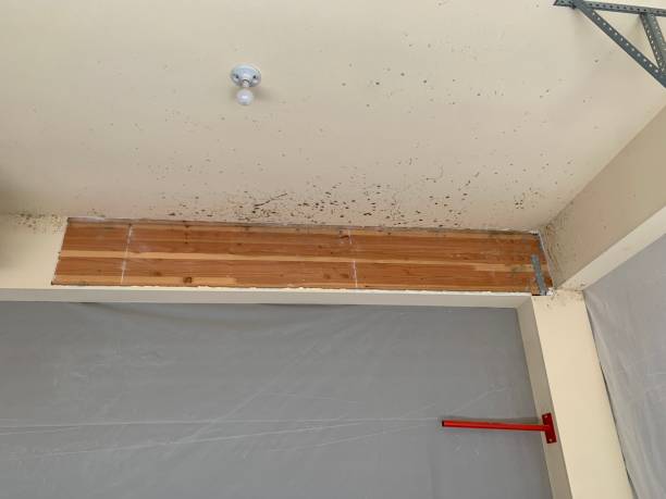 Best Real Estate Mold Inspection  in Cicero, IN
