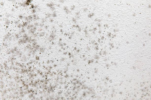 Mold Documentation for Insurance Claims in Cicero, IN