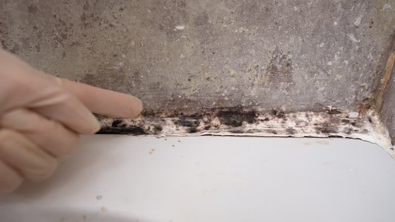  Cicero, IN Mold Removal Pros