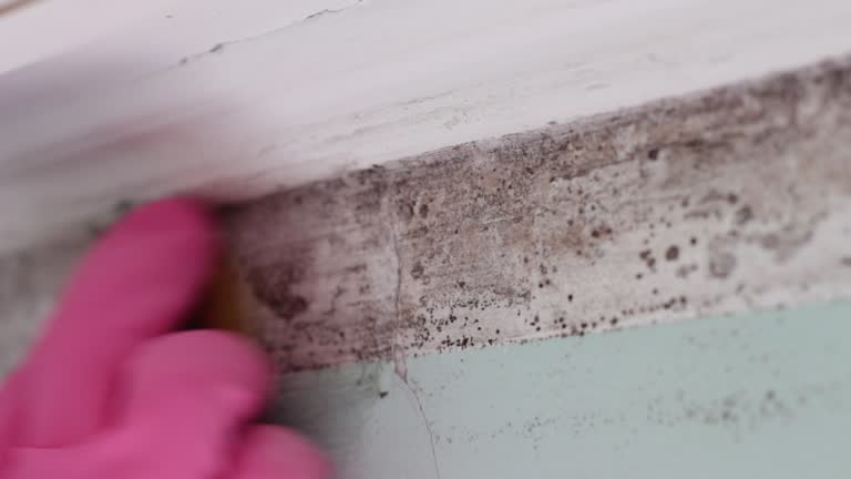 Best Black Mold Removal  in Cicero, IN